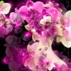 Super-Orchid-Girl-FashiOoitzCcKyotod-Creative-Tech2itDdLlEez-FlowersTonyCcPpit-Bubbles-Bbitzit-Art